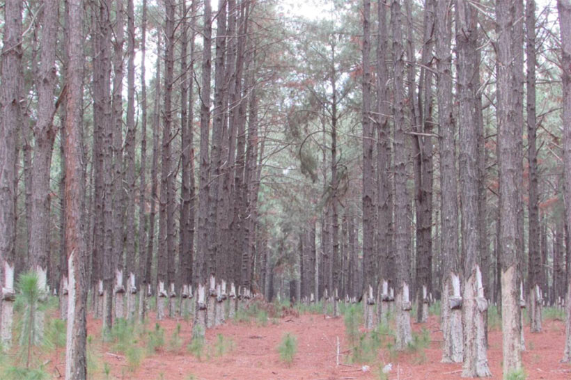 bosco2